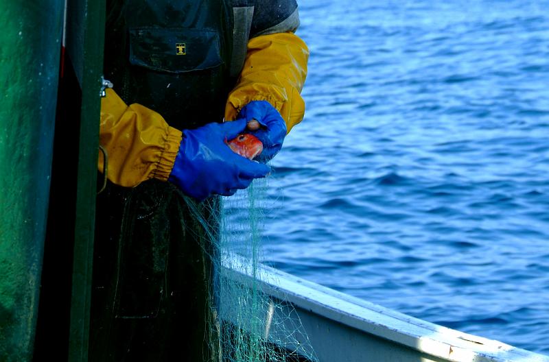 Fileyeur St Jean de Luz ae5.JPG